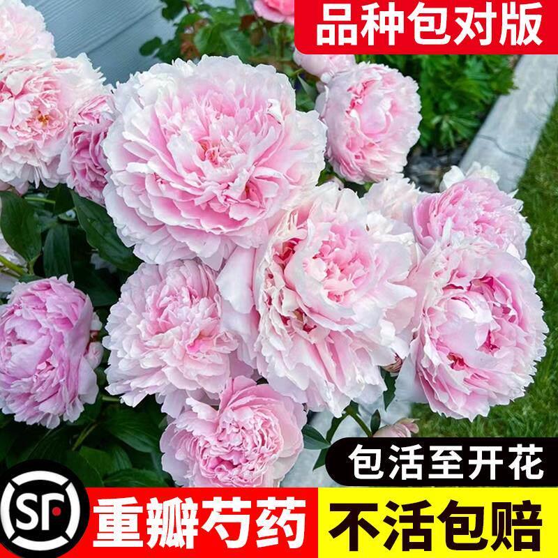 芍药花苗重瓣带芽带花苞种根盆栽勺药花种籽子种球牡丹四季开花卉