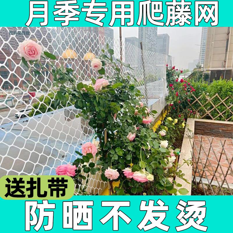 蔷薇爬藤网网塑料白色网架藤蔓植物月季墙面攀爬支架室内花架牵引