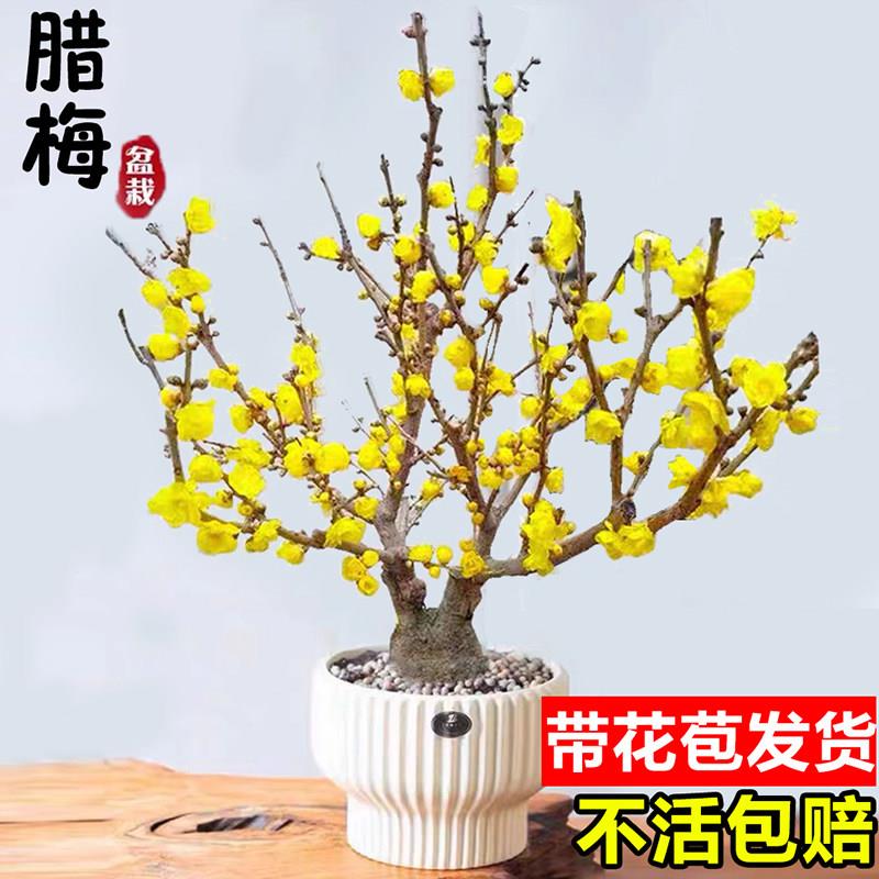 腊梅花树苗盆栽花卉素心腊梅盆景耐寒原生红梅花老桩阳台庭院海棠