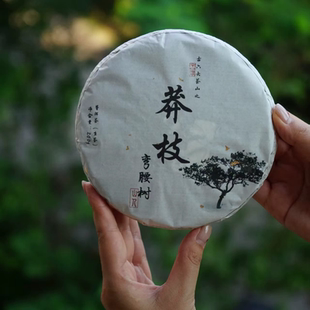 莽枝古茶山弯腰树乔木 大树 2025年头春头采 200克