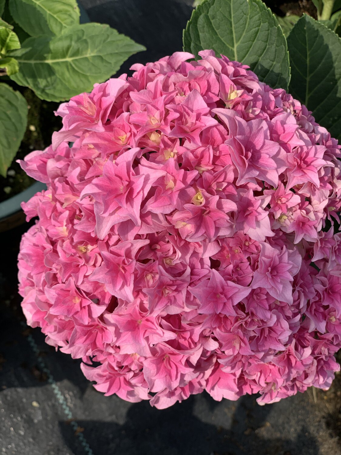 新品绣球沙龙列车重瓣大花球型植物花卉阳台盆栽植物大苗现货