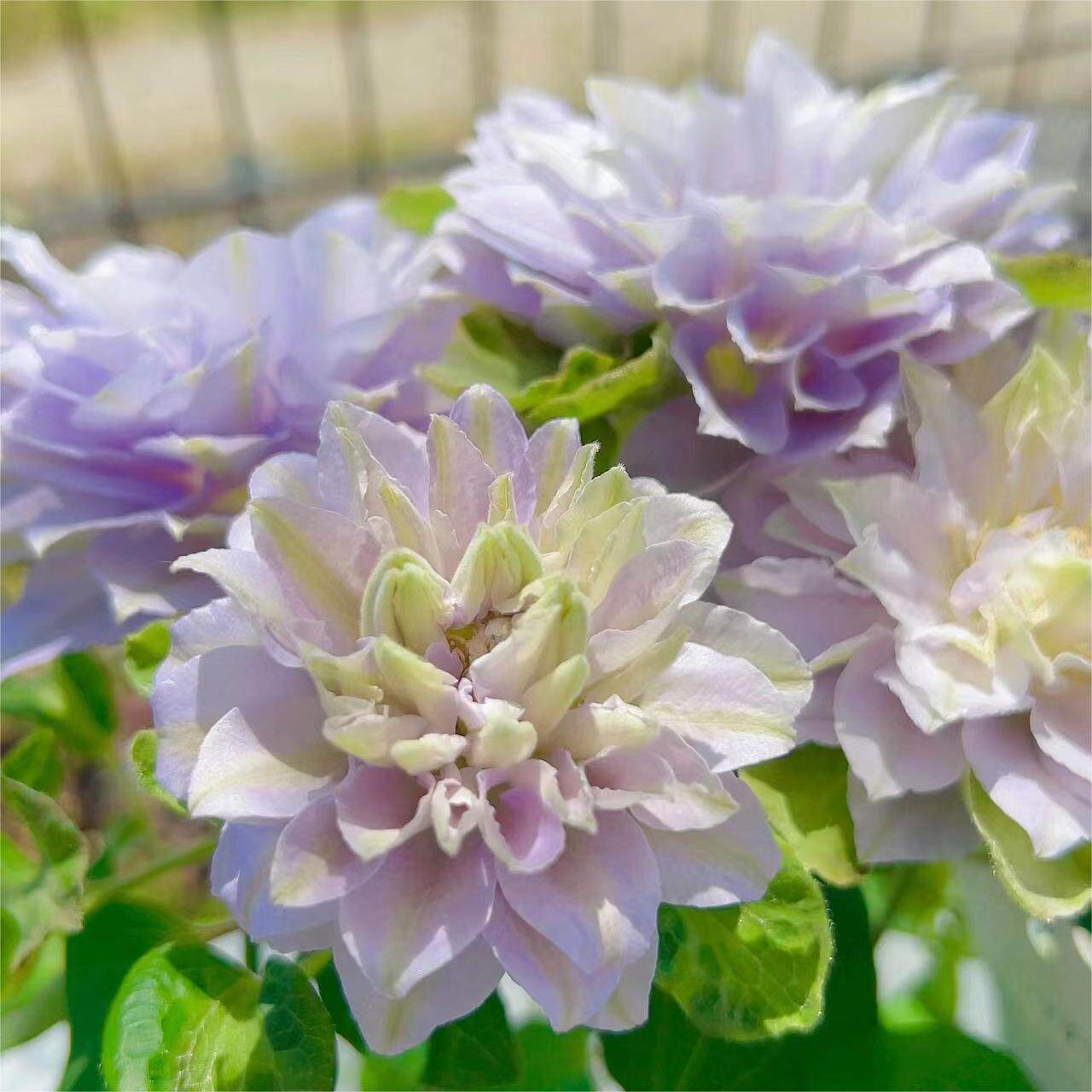 铁线莲琉璃早花大花组二类重瓣雪青色原生品种株型紧凑花量巨大