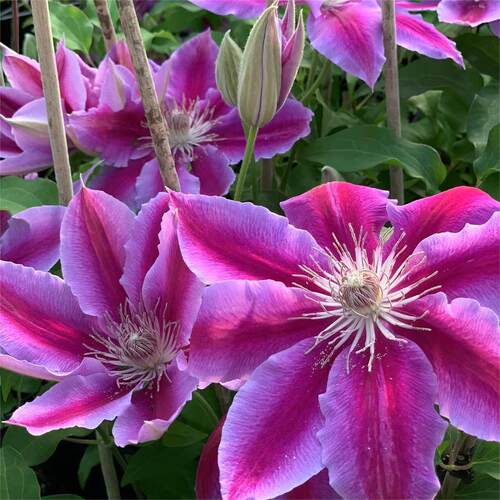 经典铁线莲鲁佩尔博士二类轻剪花期非常长早花大花肥城优秀的品种