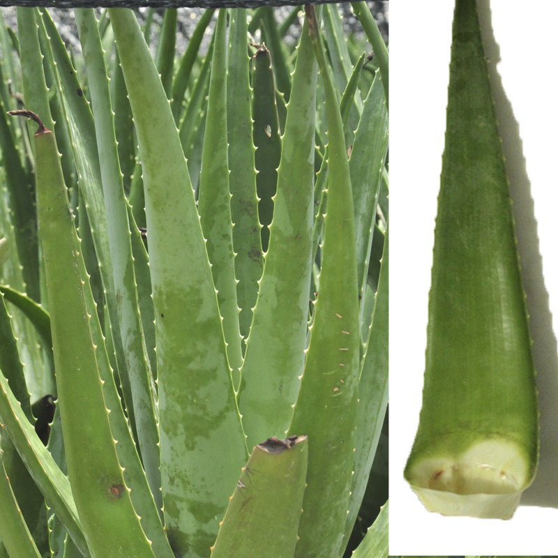 食用大芦荟库拉索芦荟新鲜大叶子美容叶片奶芦荟保湿美白面膜护肤