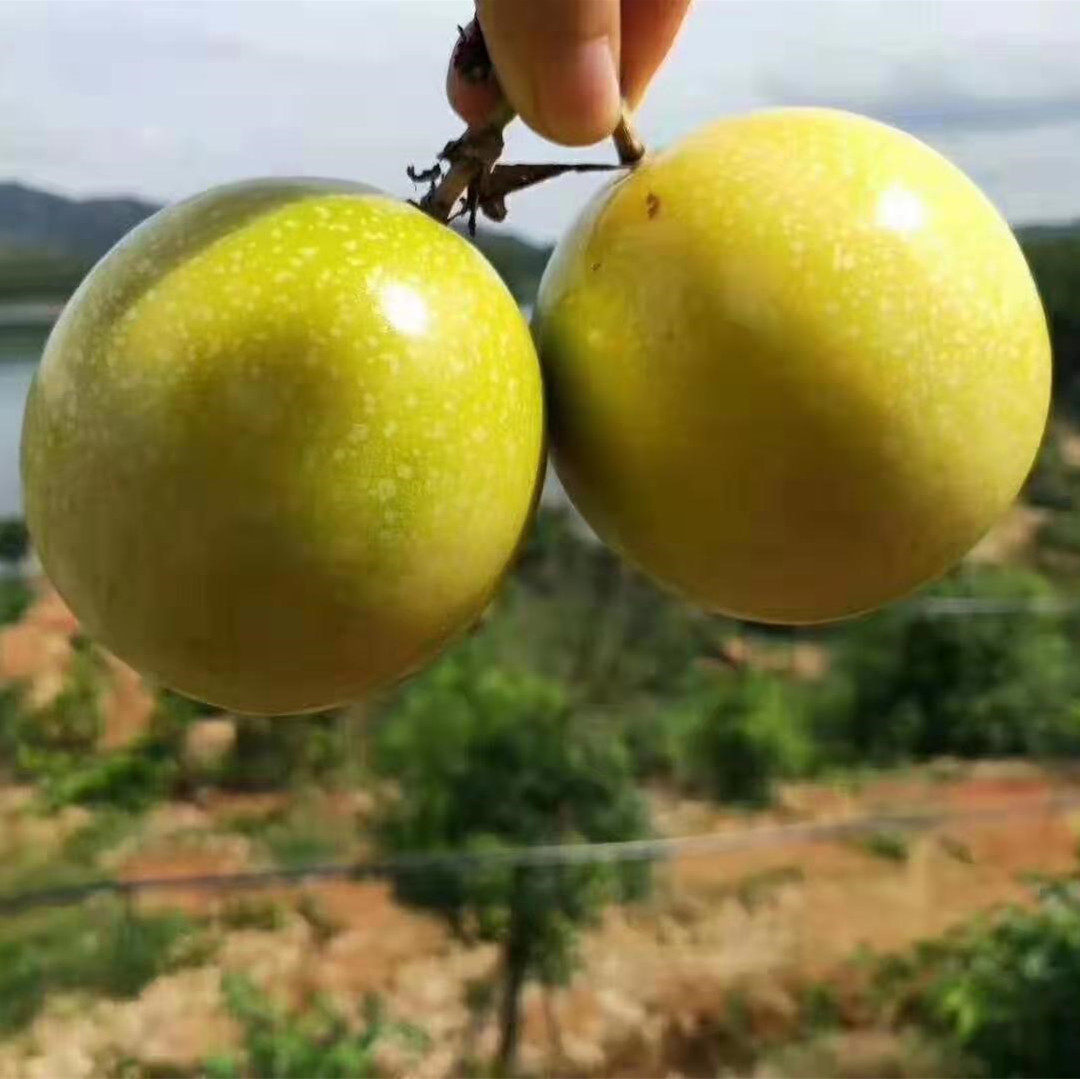 海南黄金百香果芭乐味当季新鲜孕妇水果3斤5斤香甜钦蜜鸡蛋果顺丰