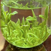 2025新茶正宗白茶安吉明前特级珍稀绿茶叶散装 春茶头采嫩芽礼盒装