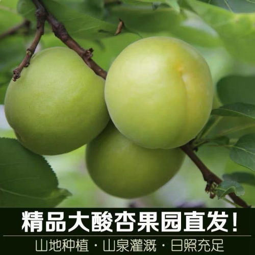 整箱3斤包邮当季清香正宗绿杏