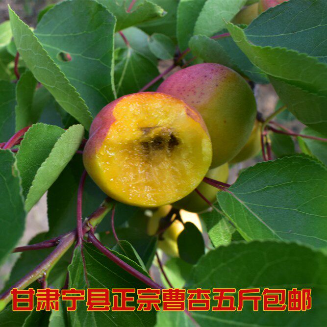 庆阳正宗曹杏现摘非陕西大黄杏李广杏甘肃庆阳曹杏子新鲜水果包邮