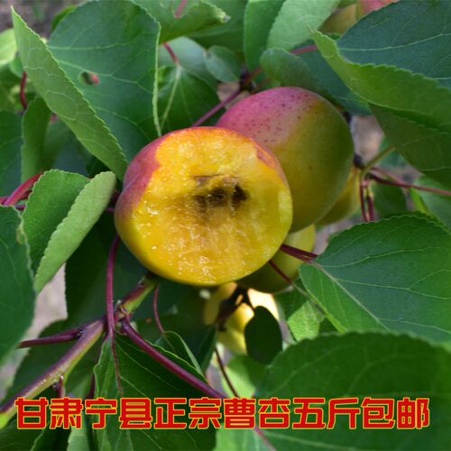 2026年新鲜杏子正宗甘肃宁县曹杏时令水果大黄杏当季鲜果4斤包邮