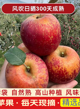 云南高原红露苹果樱桃小苹果当季新鲜昭通红露冰糖心丑苹果