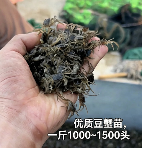 优质豆蟹苗规格齐全1000-1500头10斤装蟹苗养殖淡水蟹苗