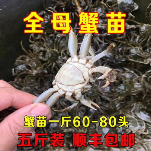 江苏大闸蟹苗 鲜活小蟹苗 河蟹苗毛蟹苗 养殖扣蟹苗淡水养殖活蟹