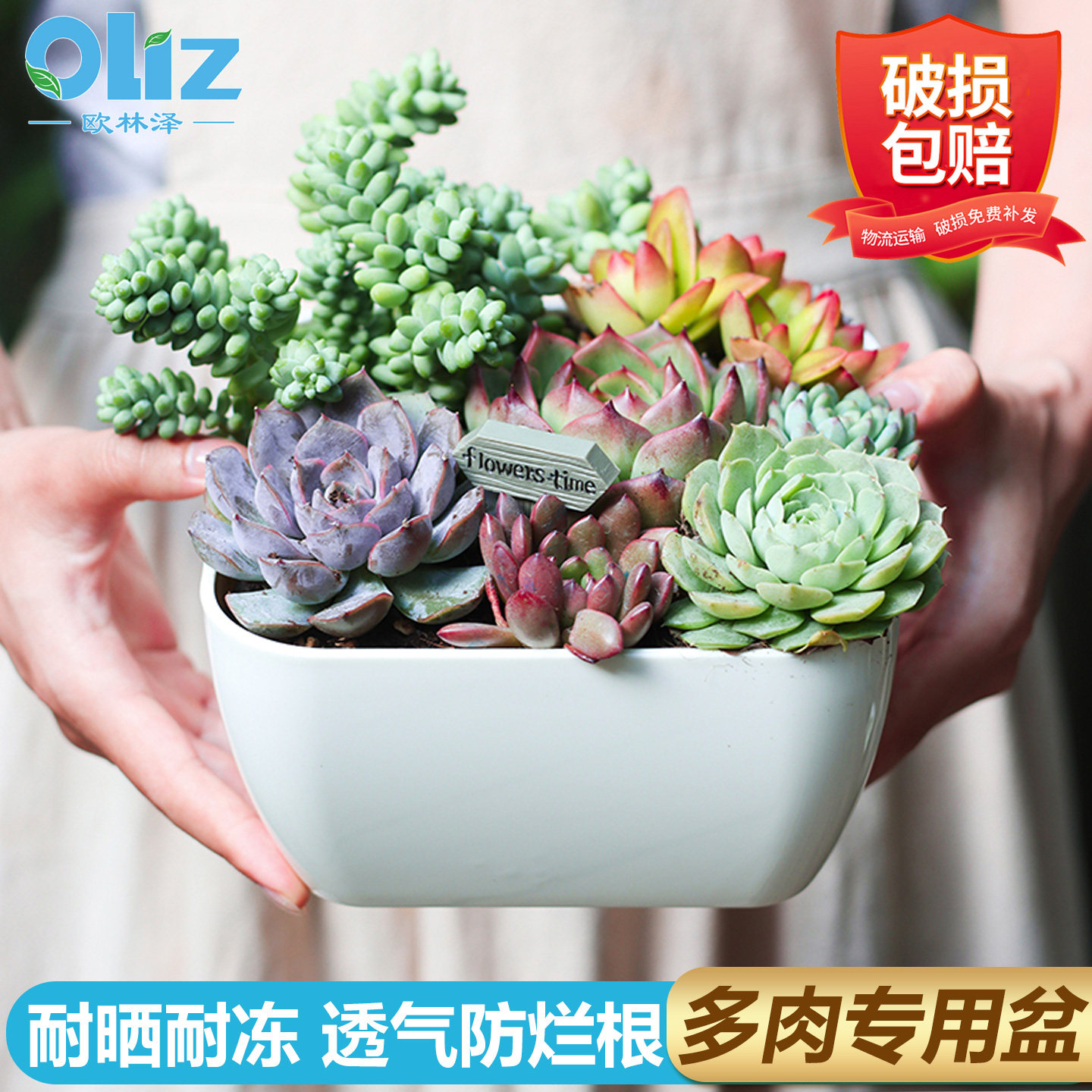 多肉专用花盆小号白色塑料大口径多肉盆透气控根带底托塑料小花盆