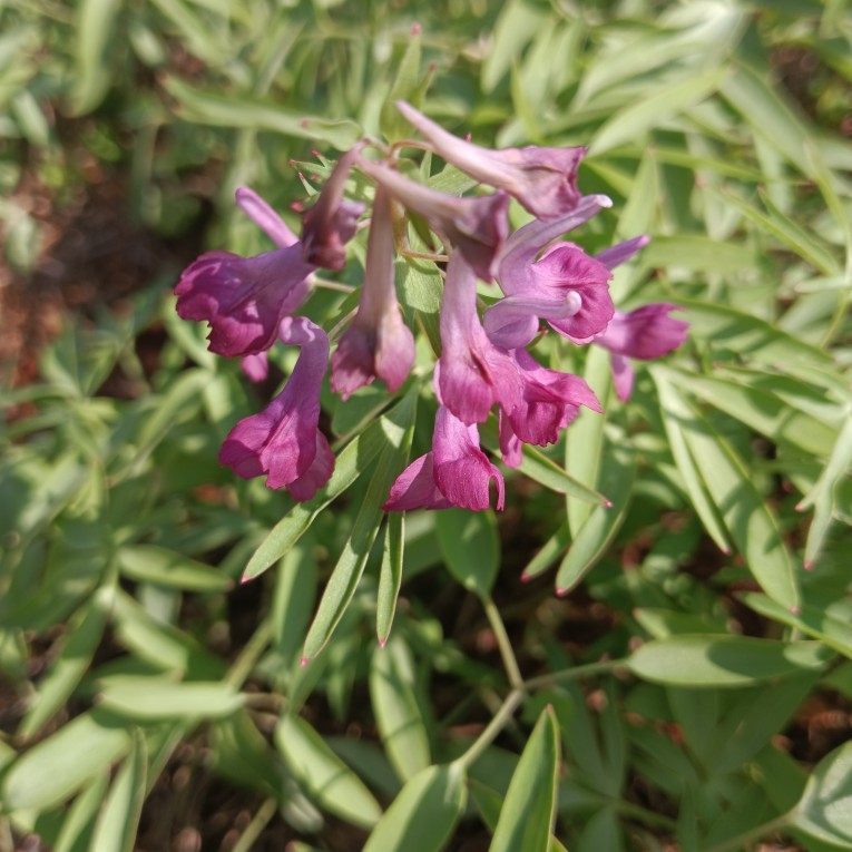 药材苗元胡苗 紫堇苗 冬季不带叶子 延胡索苗 玄胡苗