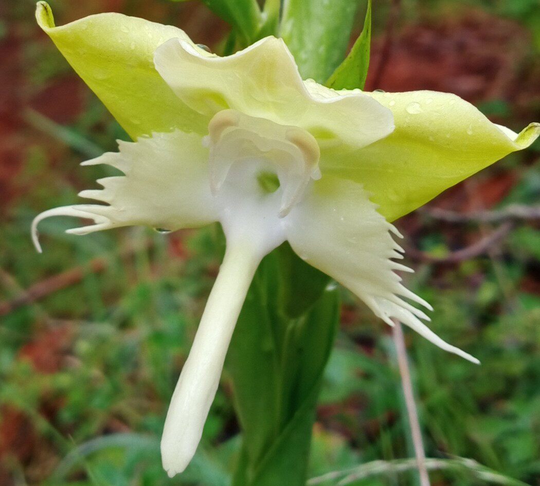 云南玉凤花  大花玉凤兰  7一9月带叶子发货 满50元包邮