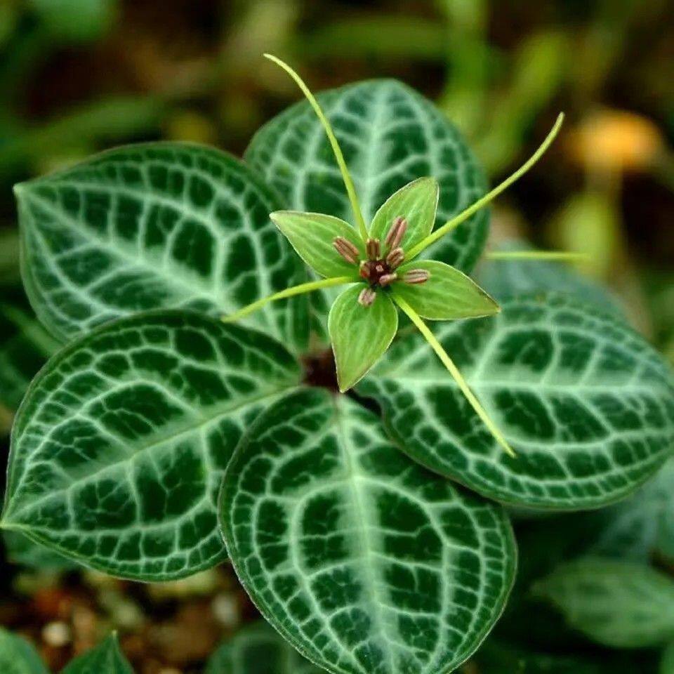 云南稀有圆叶花叶重楼苗 阳台室内室外庭院植物苗