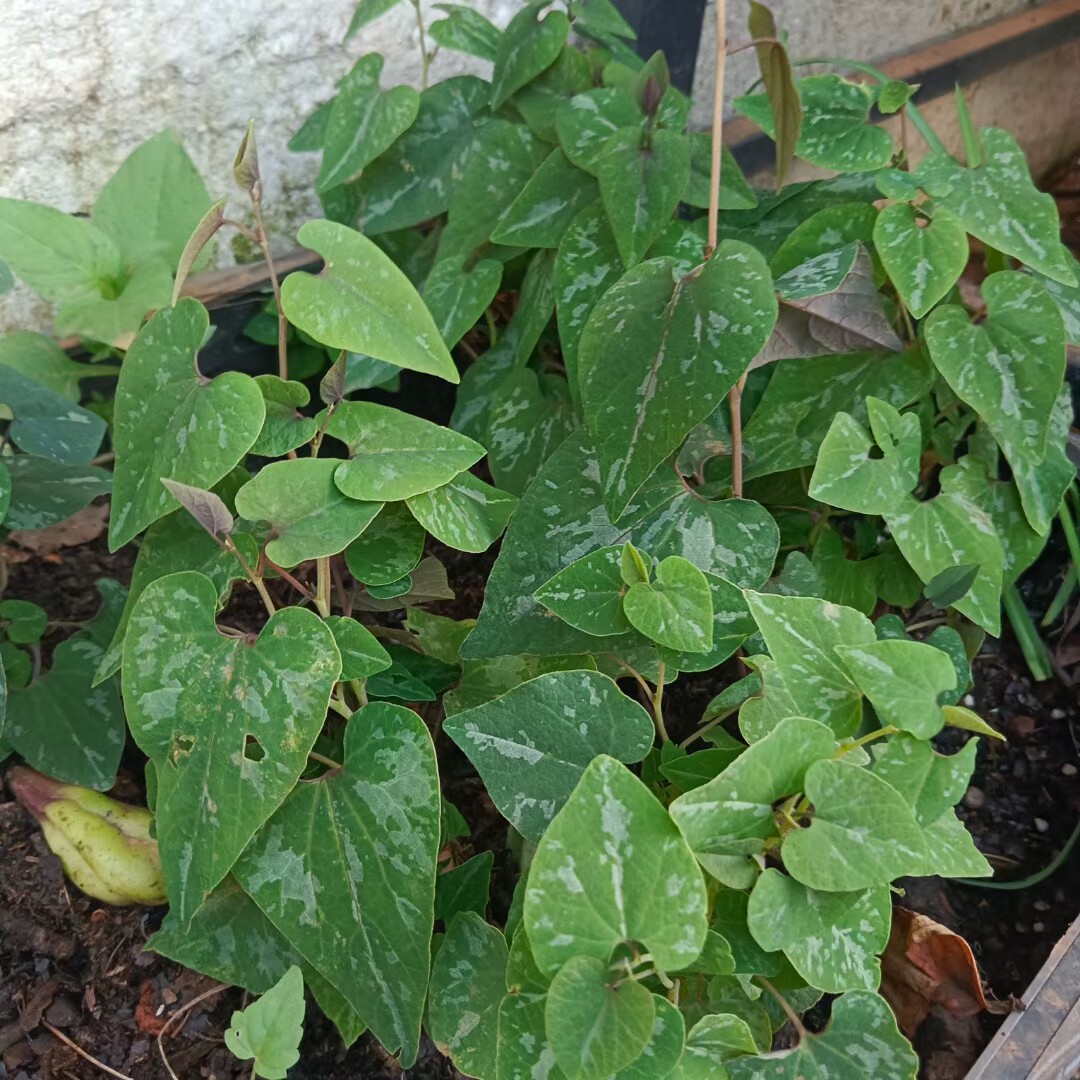 朱砂莲苗  云南花叶朱砂莲苗 盆栽植物苗 阳台 室内 庭院植物苗