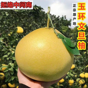 正宗玉环文旦柚子当季孕妇新鲜水果蜜柚浙江台州楚门特产白心蜜柚