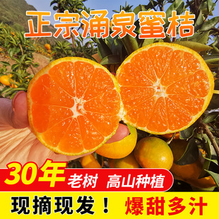 台州自家涌泉蜜桔现摘宫川无核早熟当季新鲜水果桔子黄岩蜜橘5斤