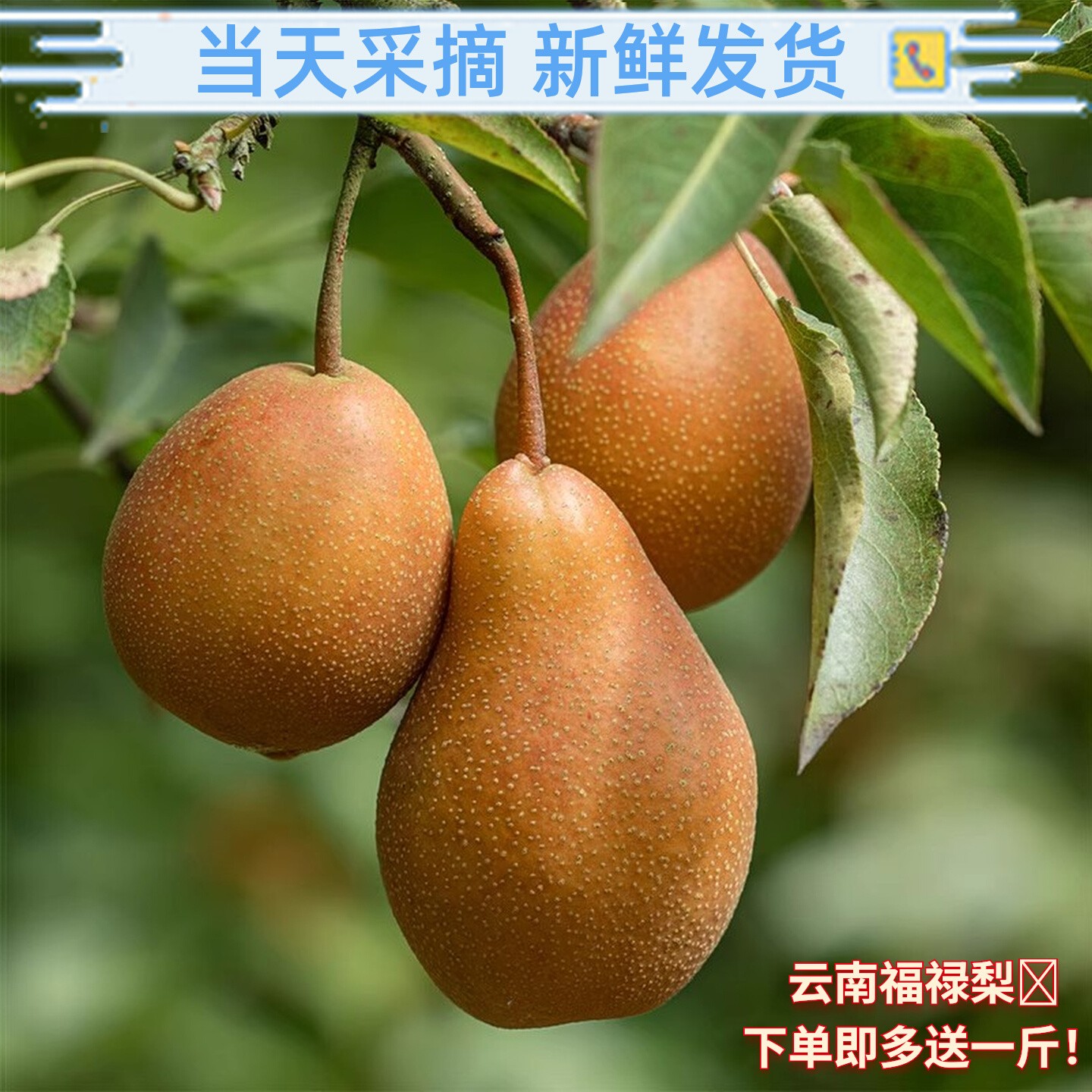 云南特产葫芦梨西山酸甜多汁包邮
