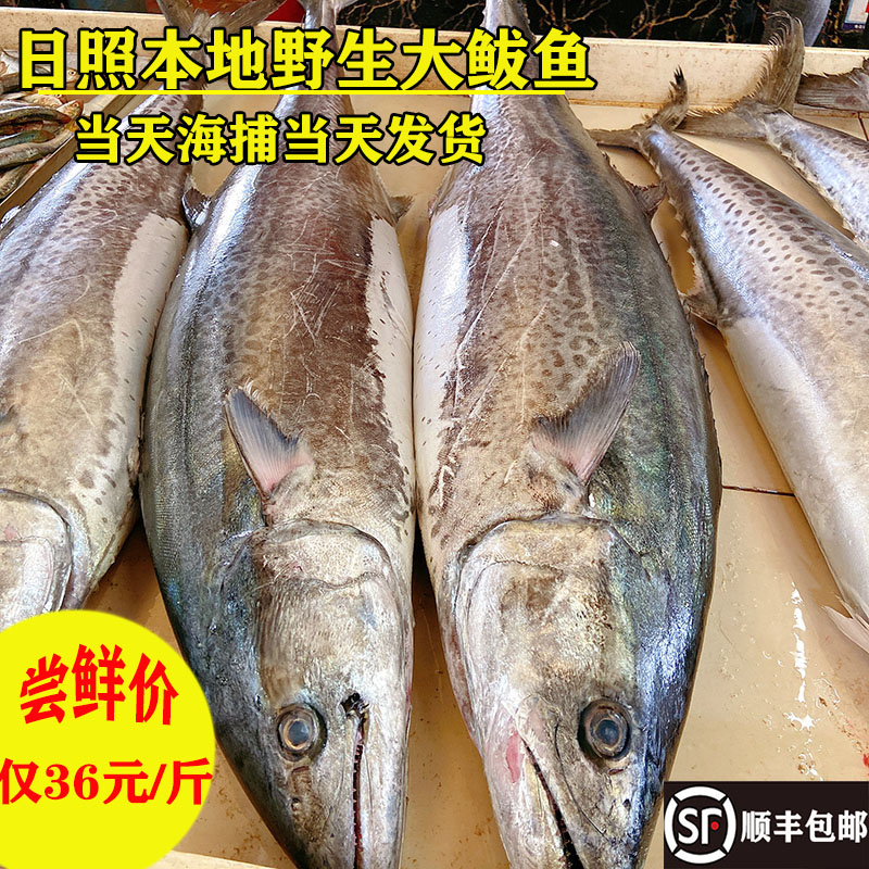 日照本地鲅鱼马鲛鱼新店福利