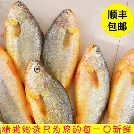日照本地海捕大黄花鱼新鲜速冻大黄鱼鲜活速冻3条4斤二两左右