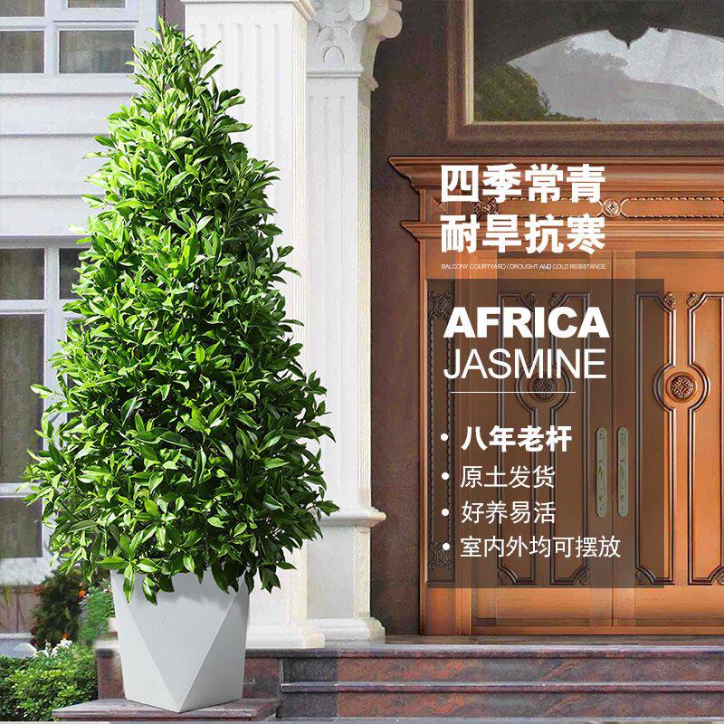 非洲茉莉大型盆栽绿植室内客厅落大型绿植/成品组合盆