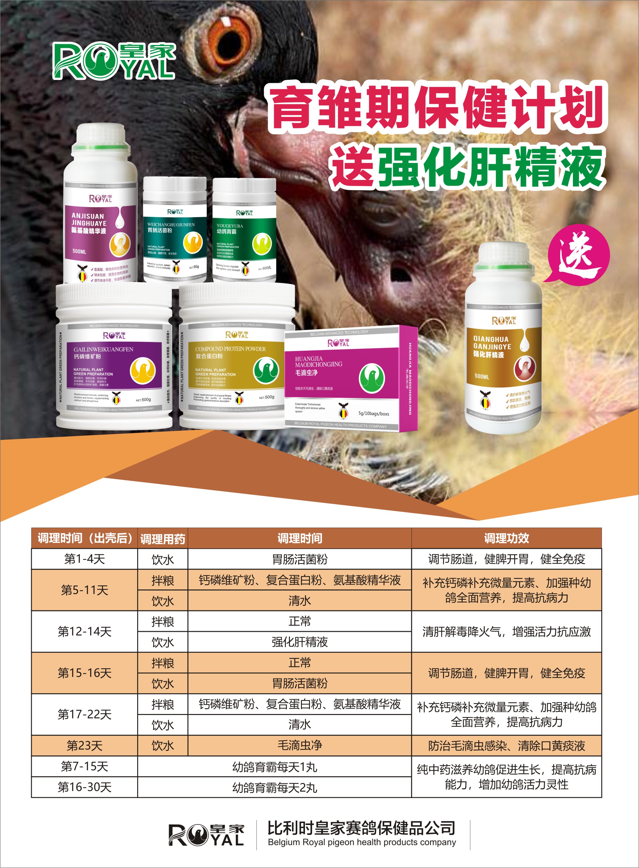 比利时皇家鸽药育雏保健计划