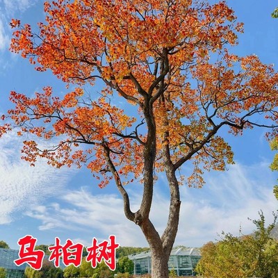 红叶乌桕树苗盆栽彩叶乌桕大型别墅庭院风景绿化丛生乌桕菩提树苗