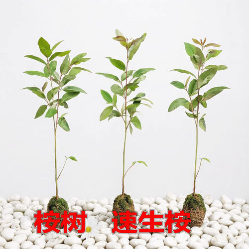 桉树苗正品速生桉经济绿化造林苗