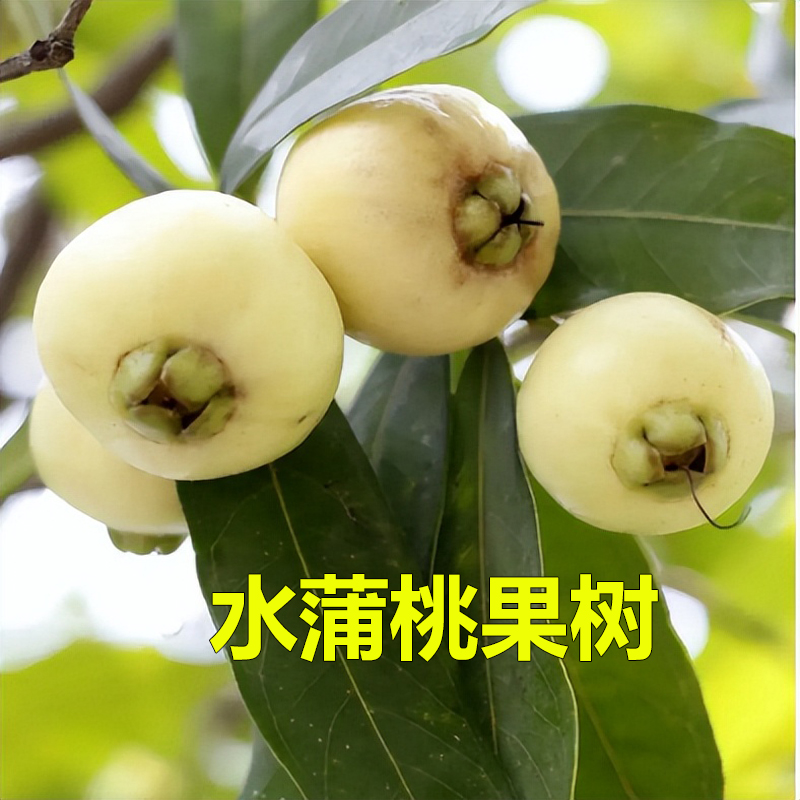 水蒲桃果树苗四季结果香果树苗