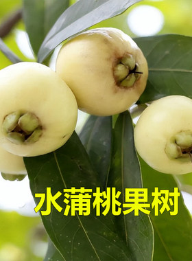 水蒲桃果树苗四季结果香果树苗