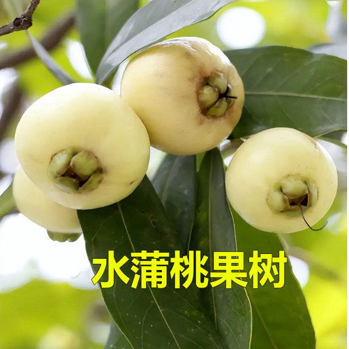 水蒲桃果树苗四季结果香果树苗