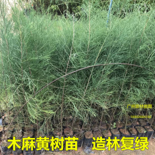 木麻黄树苗造林复绿苗马尾松树苗短枝木麻黄驳骨树苗绿化工程苗