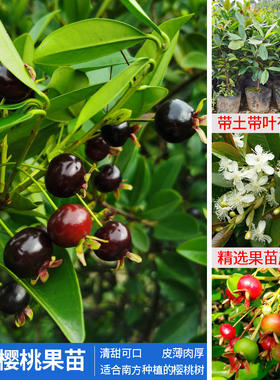 车厘子大樱桃苗南北方盆栽