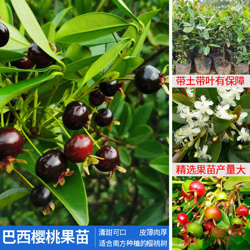 车厘子大樱桃苗南北方盆栽