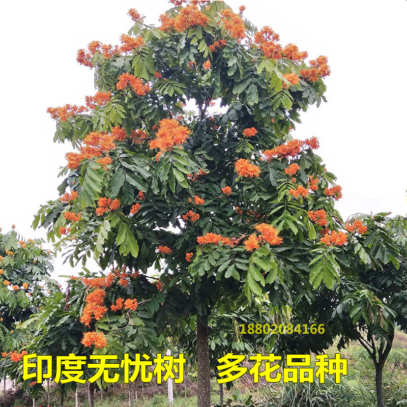 印度无忧花树苗姿罗树火焰花树名贵苗木菩提榕树绿化庭院风景树