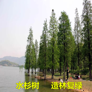 速生水杉树苗落羽杉小苗庭院河边道路农田占地护坡四季常青杉树苗