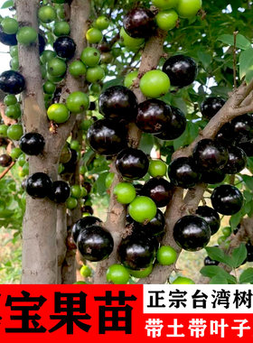 嘉宝果树苗正宗树葡萄四季艾斯卡