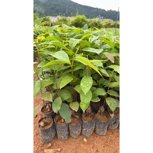 龙脑香树苗坤甸木树苗具翼红木
