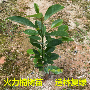 火力楠树苗乐昌含笑苗醉香含笑树苗庭院花树绿化苗木风景树常绿