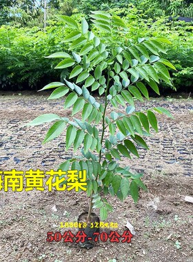 海南黄花梨树苗名贵苗木降香黄檀