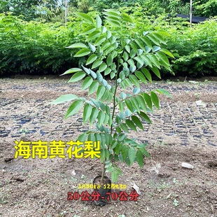 名贵苗木海南黄花梨树苗正宗黄花梨木苗降香黄檀盆栽珍贵植物常绿