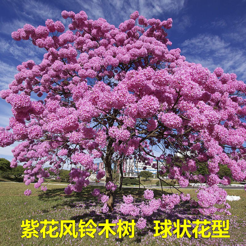 紫花风铃木树风铃木树庭院观景树