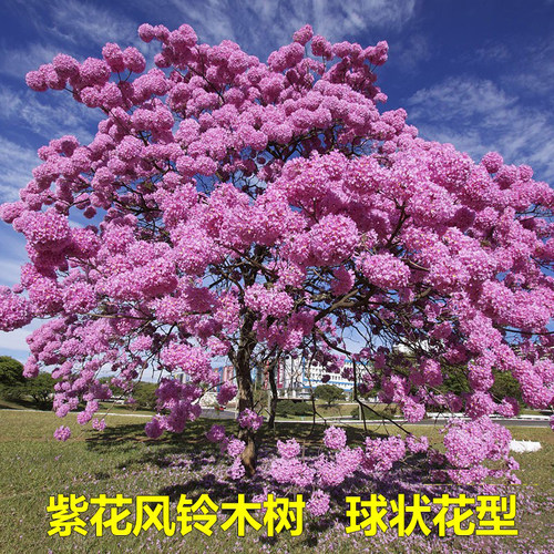 紫花风铃木树风铃木树庭院观景树