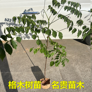 格木树苗铁木树斗登凤树名贵苗木苗四季常绿造林复绿硬木树经济树