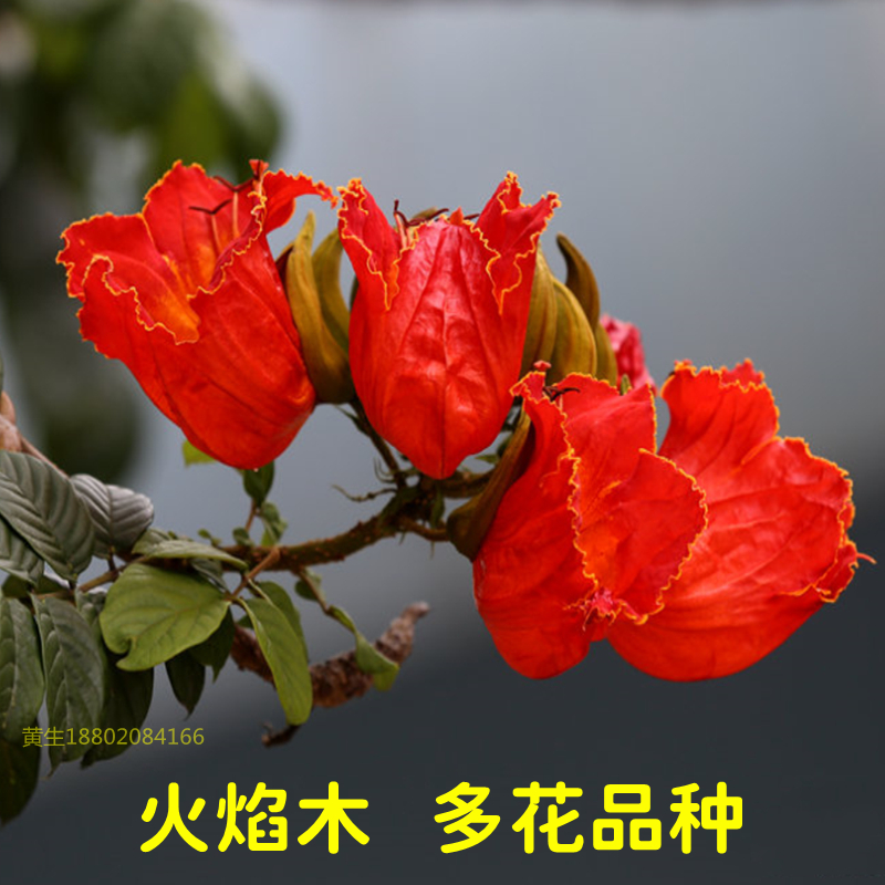 火焰木树苗名贵树苗澳洲火焰木树