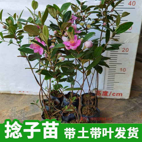 桃金娘树苗捻子果苗山菍子树地稔