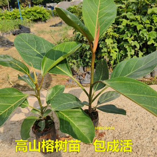 大叶榕树苗孟加拉高山榕苗四季常青耐寒榕树观赏盆景室内盆栽绿植