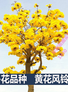 黄花风铃木树苗名贵苗木四季开花